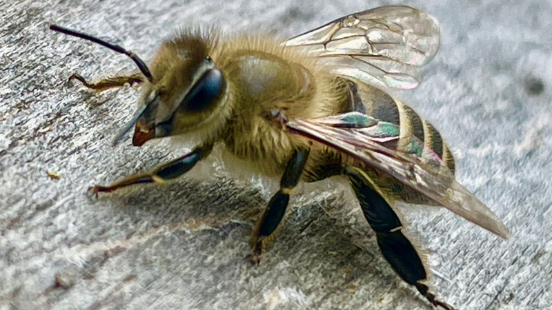 A Comprehensive Guide to the Differences Between Japanese Honeybees and Western Honeybees!