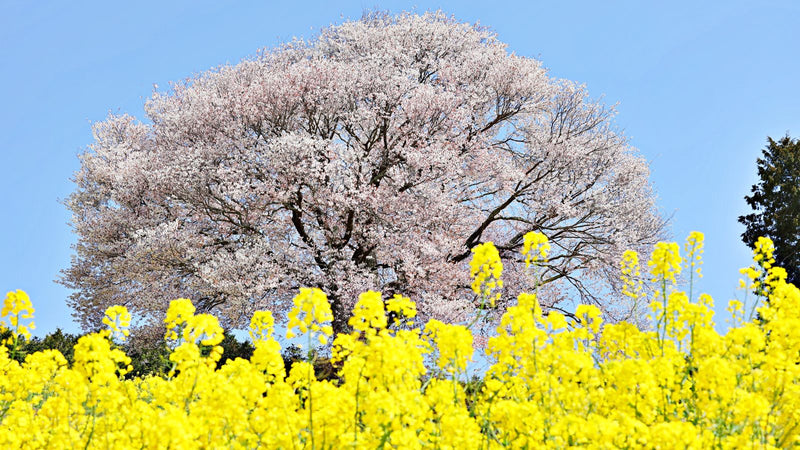 Japan’s Four Seasons: The Charm They Bring to Japanese Honeybees