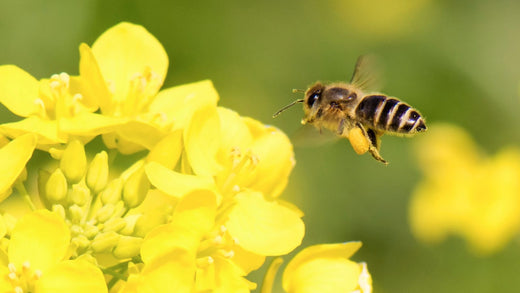 Exploring the Allure of Japanese Honeybees: Nature’s Tiny Craftsmen