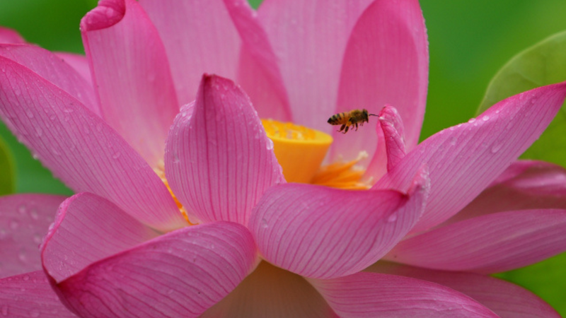The Decline of Japanese Honeybees and Its Causes